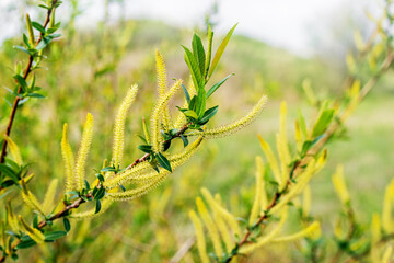 Spring background with flowering willow branches in sunny weather