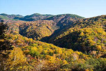 秋の知床　カムイワッカ湯の滝付近の紅葉（北海道・斜里町）