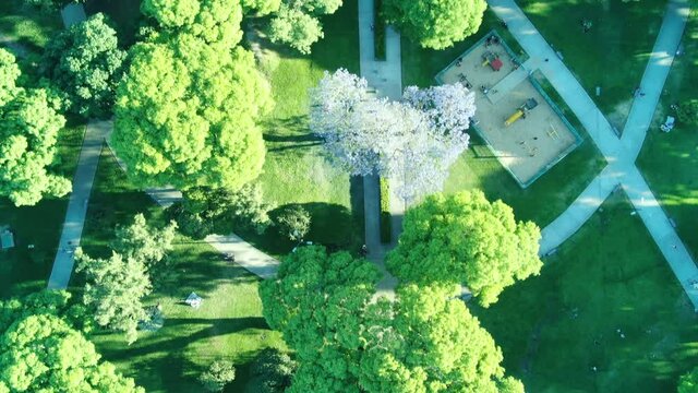 Vista a&eacute;rea cenital, de arboles de jacaranda florecidos en un parque p&uacute;blico, con copas llenas de flores violetas; durante primavera.