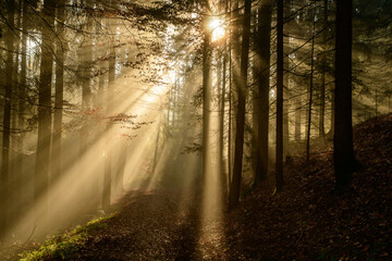 with sun-rays flooded fog forest - dreamlike light and mood