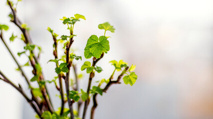 Currant branches with the first green young leaves