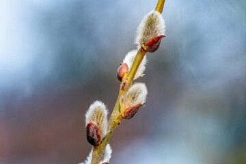 Willow branch with fluffy catkins on a blurred background