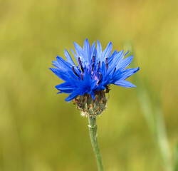 One single blue flower Centaurea on sunny grass background.