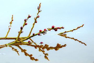 Willow branch with catkins in the water