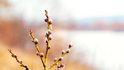 Willow branch with fluffy cats near the river