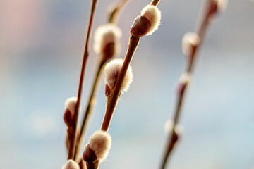 Willow branches with fluffy catkins on a blurred background