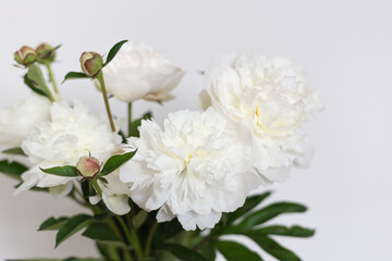 Obraz na płótnie Canvas Fresh bright blooming peonies flowers on white background. Wedding still life scene. Romantic banner, delicate white peonies flowers close-up.