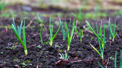 Green onions in the garden in the spring, growing onions