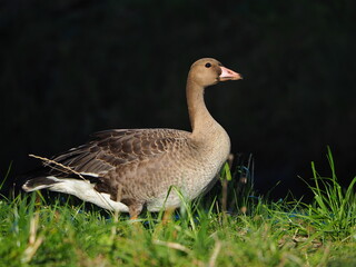 Juvenile white-fronted goose walking on the grass