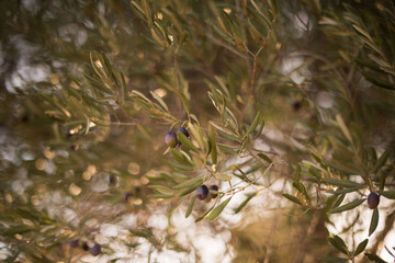 oliviers, olives, paysage de provence 