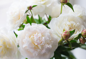 Fresh bright blooming peonies flowers. Wedding still life scene. Romantic banner, delicate white peonies flowers close-up.