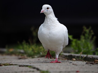 Beautiful white dove