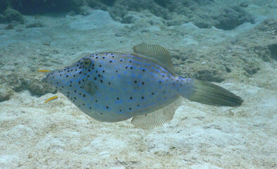 Looe Key Diving Sharks, Parrott Fish, and Reefs - oh my!