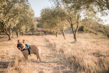 Champs d'olivier avec chien 