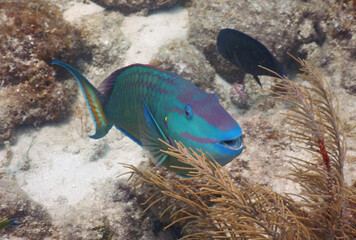 Looe Key Diving Sharks, Parrott Fish, and Reefs - oh my!