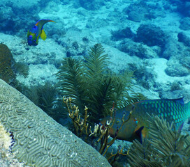 Looe Key Diving Sharks, Parrott Fish, and Reefs - oh my!