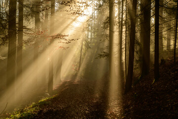 Fototapeta na wymiar with sun-rays flooded fog forest - dreamlike light and mood