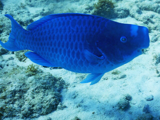 Looe Key Diving Sharks, Parrott Fish, and Reefs - oh my!
