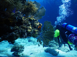 Looe Key Diving Sharks, Parrott Fish, and Reefs - oh my!