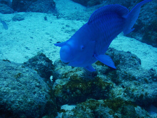 Looe Key Diving Sharks, Parrott Fish, and Reefs - oh my!
