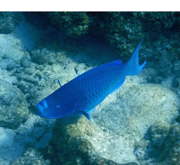 Looe Key Diving Sharks, Parrott Fish, and Reefs - oh my!