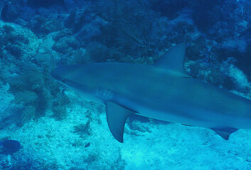 Looe Key Diving Sharks, Parrott Fish, and Reefs - oh my!