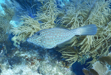 Looe Key Diving Sharks, Parrott Fish, and Reefs - oh my!