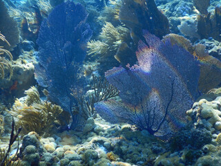 Looe Key Diving Sharks, Parrott Fish, and Reefs - oh my!