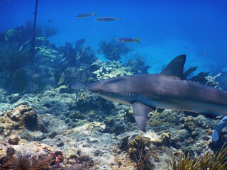 Fototapeta na wymiar Looe Key Diving Sharks, Parrott Fish, and Reefs - oh my!