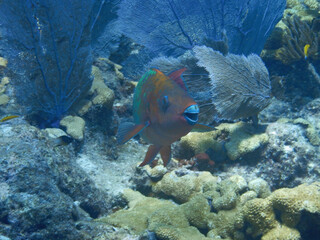 Looe Key Diving Sharks, Parrott Fish, and Reefs - oh my!