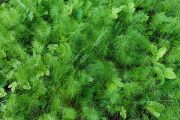 Green grass close up