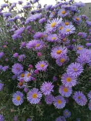 Fototapeta premium flowers in the garden