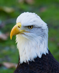 Obraz premium Bald Eagle Stock Photos. Bald eagle head shot close-up profile view for a portrait displaying head, eye, beak, white crown with a blur background in its environment and habitat. Image. Picture.