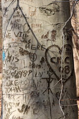 People like to carve their initials and other things on trees.