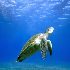 Tuinposter Flying Green Turtle in crystal clear blue water © Johan