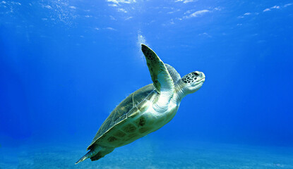 Flying Green Turtle in crystal clear blue water