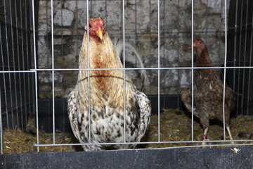GALLO PIE DE CRIA FAMILIA  CAMPEONA