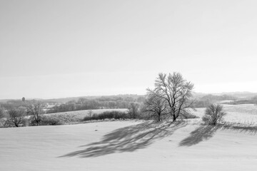 Black and white photo of a frosty Winter day rural Minnesota, USA. Trees covered with frost.