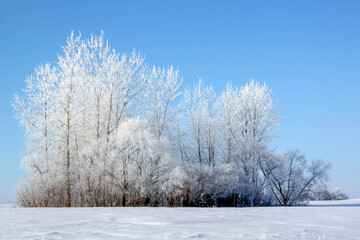 Frosty Winter day rural Minnesota, USA, trees covered with frost.