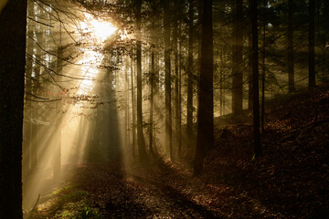 Obraz premium with sun-rays flooded fog forest - dreamlike light and mood