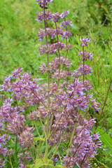 Obraz premium In nature, the blooms Salvia verticillata