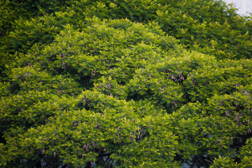 Fototapeta na wymiar Folhas da árvore