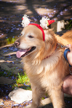 Perro golden retriever con vincha de navidad, canchero y juguet&oacute;n.