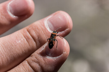 The beetle sits on the finger. Human and nature. Macro photography