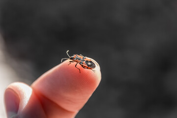 The beetle sits on the finger. Human and nature. Macro photography