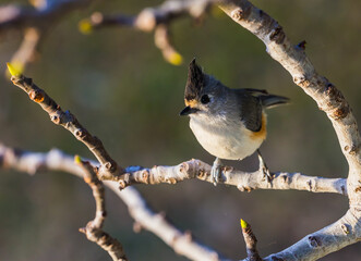 Tufted Titmouse Closeup