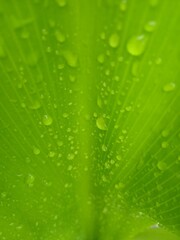 green leaf with water drops