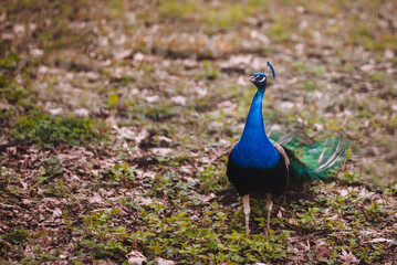 Obraz premium peacock in the park