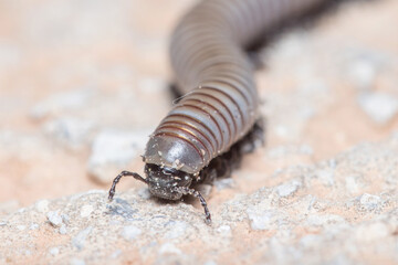 Ommatoiulus rutilans millipede walking on a concrete wall