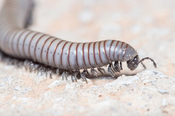 Ommatoiulus rutilans millipede walking on a concrete wall